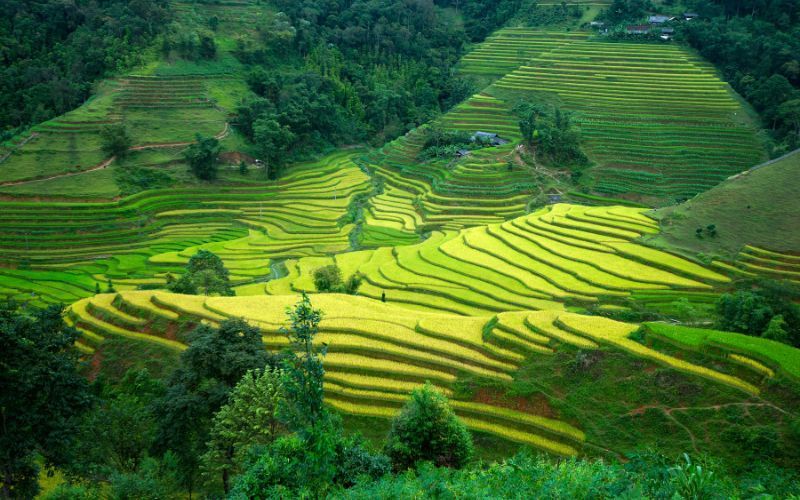 Ruộng bậc thang Hoàng Su Phì